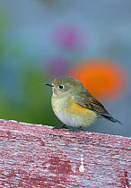 Juvenile Red flanked bluetail (Tarsiger / Luscinia cyanurus) on wooden fence, Finland, October