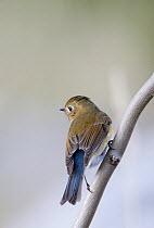 Juvenile Red flanked bluetail (Tarsiger / Luscinia cyanurus) perched on branch, Finland, October