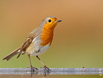 Robin (Erithacus rubecula) perched on rim, Spain, December