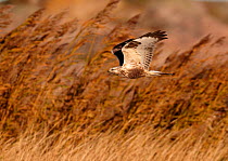 Rough-legged buzzard (Buteo lagopus) flying over reeds, Finland, October