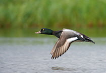 Male Greater scaup (Aythya marila) flying over water, Iceland, June