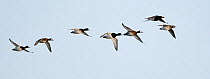 Greater scaup (Aythya marila) and Long-tailed ducks (Clangula hyemalis) flying, Porvoo, Finland, May