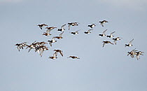 Greater scaup (Aythya marila) flock migrating, Estonia, September