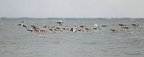 Greater scaup (Aythya maritima) flock migrating over water, Estonia, September