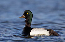 Male Greater scaup (Aythya marila) on water, Iceland, June