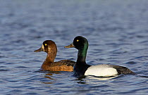 Greater scaup (Aythya marila) pair on water, Iceland, June