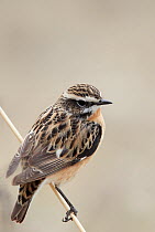 Whinchat (Saxicola rubetra) perhced on stem, Finland, April