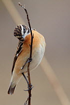 Whinchat (Saxicola rubetra) perched on dried plant stem, Finland, April