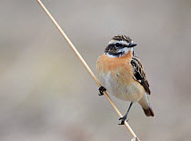 Whinchat (Saxicola rubetra) perched on stem, Finland, April