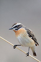 Whinchat (Saxicola rubetra) perched on stem, Finland, April