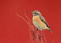 Whinchat (Saxicola rubetra) perched on dried Dock (Rumex sp) stems, Finland, May