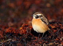 Whinchat (Saxicola rubetra) on ground, Finland, May