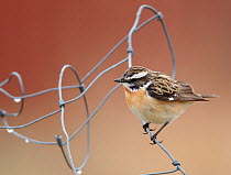Whinchat (Saxicola rubetra) perched on wire, Finland, May
