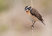 Whinchat (Saxicola rubetra) perched on stem, Finland, May