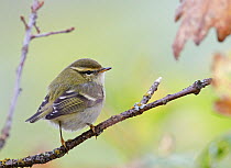 Yellow browed warbler (Phylloscopus inornatus) perched on branch, Finland, October