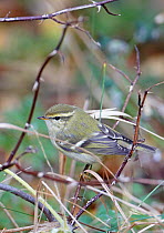 Yellow browed warbler (Phylloscopus inornatus) perched on twig, Finland, October