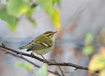 Yellow browed warbler (Phylloscopus inornatus) perched on branch, Finland, October