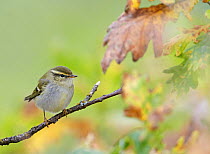 Yellow browed warbler (Phylloscopus inornatus) perched on twig, Finland, October