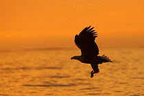 Silhouette of a White Tailed Sea Eagle (Haliaeetus albicilla) flying over water. Flatanger, Norway, July.