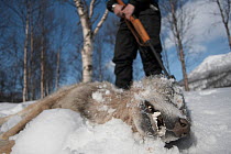 European Grey Wolf (Canis lupus) lying dead after being shot during a Norwegian government sanctioned wolf cull. Hedmark, Norway, April 2006.