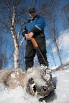 Hunter standing over dead European Grey Wolf (Canis lupus) killed during a Norwegian government sanctioned wolf cull. Hedmark, Norway, April 2006.