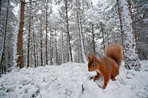 Red Squirrel (Sciurus vulgaris) in winter pine forest. Glenfeshie, Cairngorms, Scotland, February.