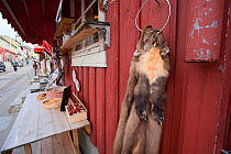 Pine Marten (Martes martes) skins for sale. Roros, Norway, September 2007.