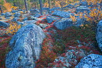 Rocks and ground cover in autumnal boreal forest. Rondane National Park, Norway, September 2007.