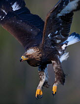 Golden Eagle (Aquila chrysaetos) sub-adult landing. Captive. Flatanger, Norway, November.