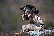 Golden Eagle (Aquila chrysaetos) sub-adult on dead deer. Captive. Flatanger, Norway, November.