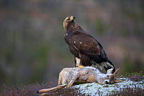 Golden Eagle (Aquila chrysaetos) sub-adult perched on dead deer. Captive. Flatanger, Norway, November.