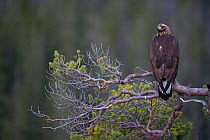 Golden Eagle (Aquila chrysaetos) sub-adult perched in pine tree. Captive. Flatanger, Norway, November.