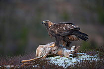 Golden Eagle (Aquila chrysaetos) on a dead deer. Captive. Flatanger, Norway, November.