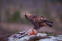 Golden Eagle (Aquila chrysaetos) on a dead fox. Captive. Flatanger, Norway, November.