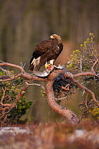 Golden Eagle (Aquila chrysaetos) sub-adult in tree feeding on Black Grouse (Tetrao tetrix). Captive. Flatanger, Norway, November.