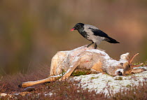 Hooded Crow (Corvus cornix) scavenging on dead deer. Flatanger, Norway, November.