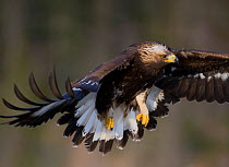 Golden Eagle (Aquila chrysaetos) sub-adult in flight. Captive. Flatanger, Norway, November.