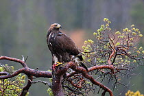 Golden Eagle (Aquila chrysaetos) sub-adult with prey in tree. Captive. Flatanger, Norway, November.
