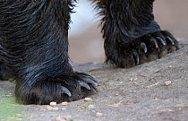 European Brown Bear (Ursus arctos) close up of front legs. Martinselkonen, Suomassalmi, Finland, June.