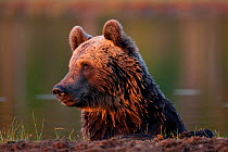 European Brown Bear (Ursus arctos) resting after swimming across lake. Martinselkonen, Suomassalmi, Finland, July.