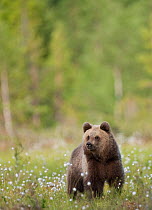 Young European Brown Bear (Ursus arctos) in cotton grass. Suomassalmi, Finland, June.