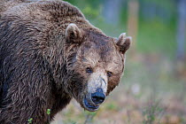 Old male European Brown Bear (Ursus arctos). Martinselkonen, Suomassalmi, Finland, June.