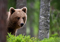 Young female European Brown Bear (Ursus arctos) in woodland. Martinselkonen, Suomassalmi, Finland, June.