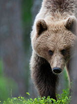Young female European Brown Bear (Ursus arctos) walking in forest. Martinselkonen, Suomassalmi, Finland, June.