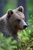 Young female European Brown Bear (Ursus arctos) portrait. Martinselkonen, Suomassalmi, Finland, June.