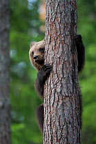 European Brown Bear (Ursus arctos) cub climbing tree. Martinselkonen, Suomassalmi, Finland, June.