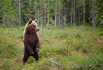 European Brown Bear (Ursus arctos) standing on hind legs in woodland. Martinselkonen, Suomassalmi, Finland, June.