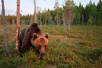 European Brown Bear (Ursus arctos). Martinselkonen, Suomassalmi, Finland, June.