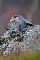 Peregrine Falcon (Falco peregrinus) on a rock with woodpigeon (Columba palumbus) prey. Glenfeshie, Scotland, February. Captive