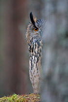 Eagle Owl (Bubo bubo) peering from behind a tree. Glenfeshie, Scotland, February.